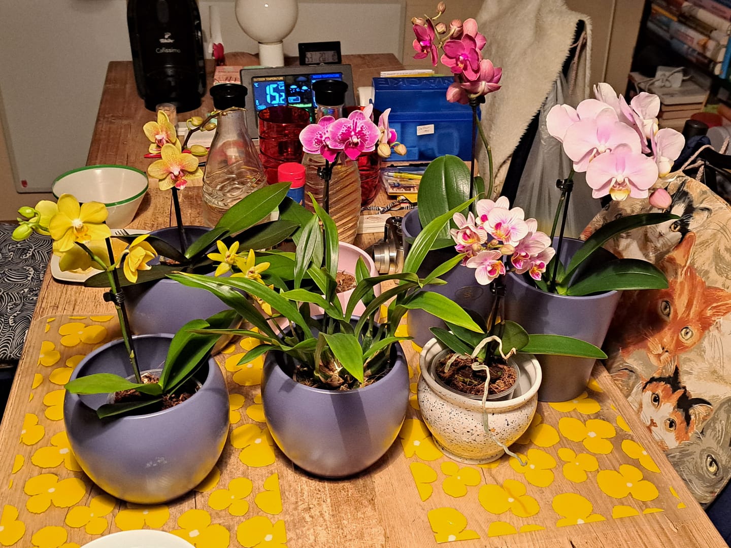 Customer photo review of Table Dance Orchideen Farbmix mit 1 Stiel im 6er Set