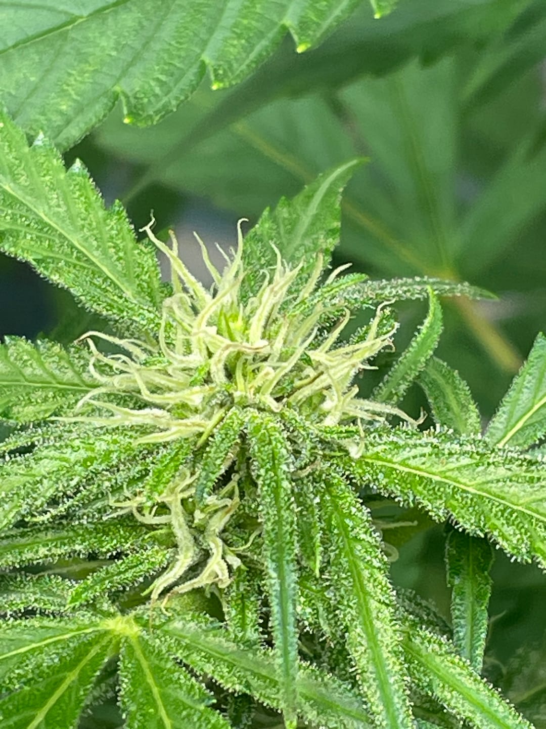 Customer photo review of Hesi Bio Bloom