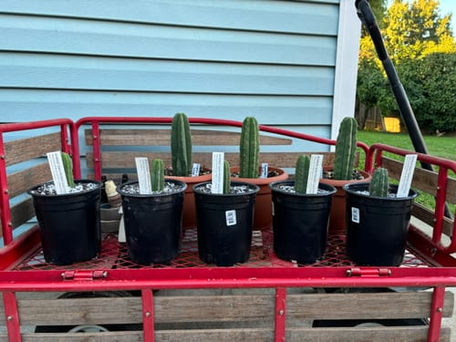 Customer photo review of Seedling Variety Packs | San Pedro Cactus Hybrid Seedling Variety