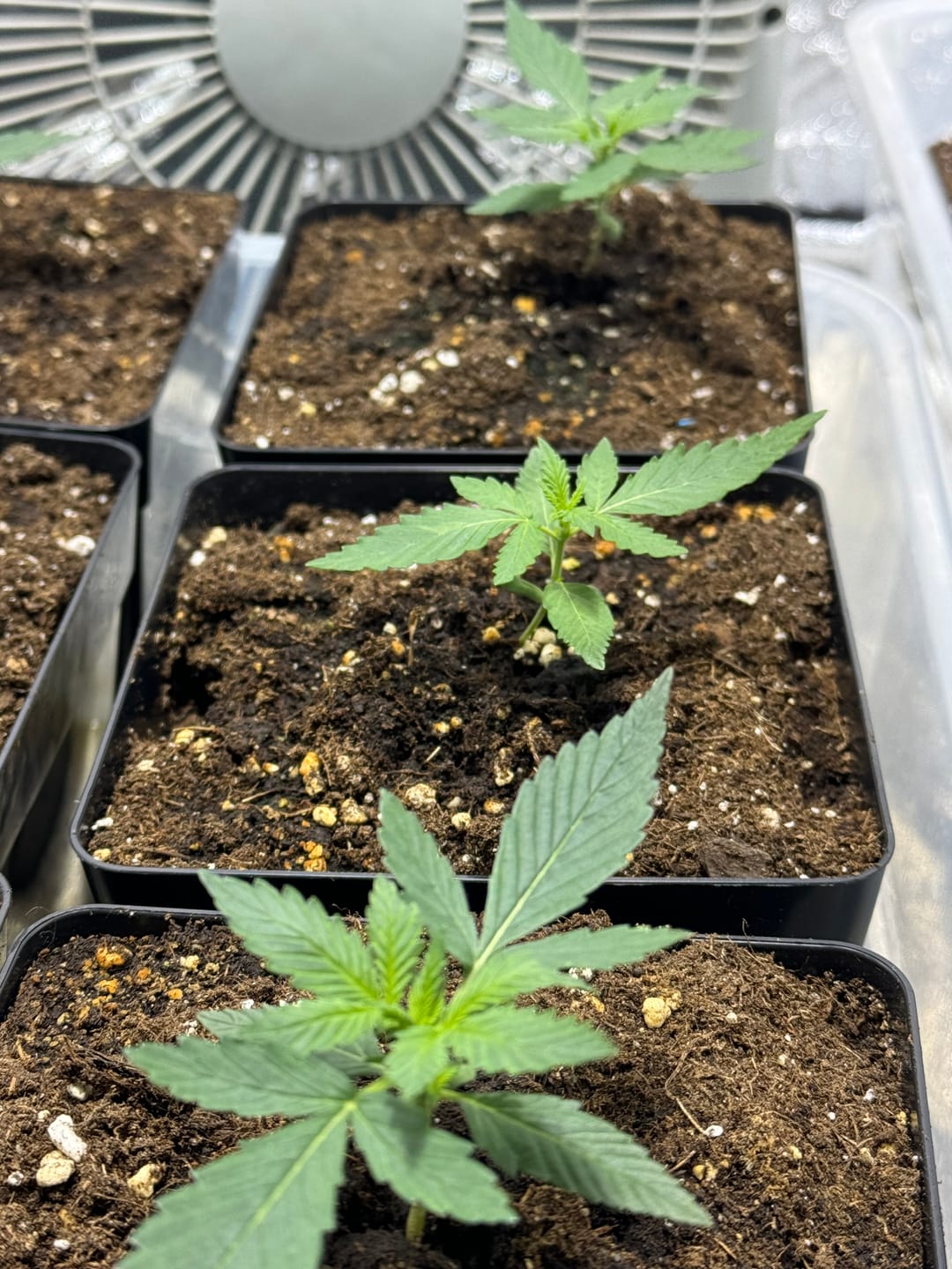 Customer photo review of Jack Herer Automatic Cali Strain Cannabis Samen - Autoflower - F1 Samen