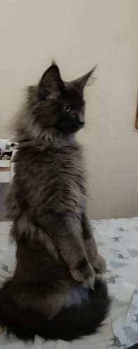 Avis photo d'un client sur Croquettes Chaton Sans Céréales - Poulet & Huile de Saumon