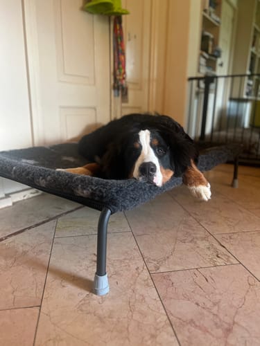 Marjos V. review of HiK9 Bed with Olive Mesh Cover image 1 out of 2