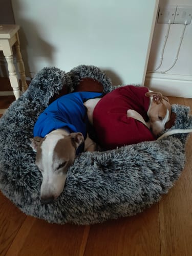 Customer photo review of Fleece Sighthound Base-Layer Coat with Underbelly and Snood
