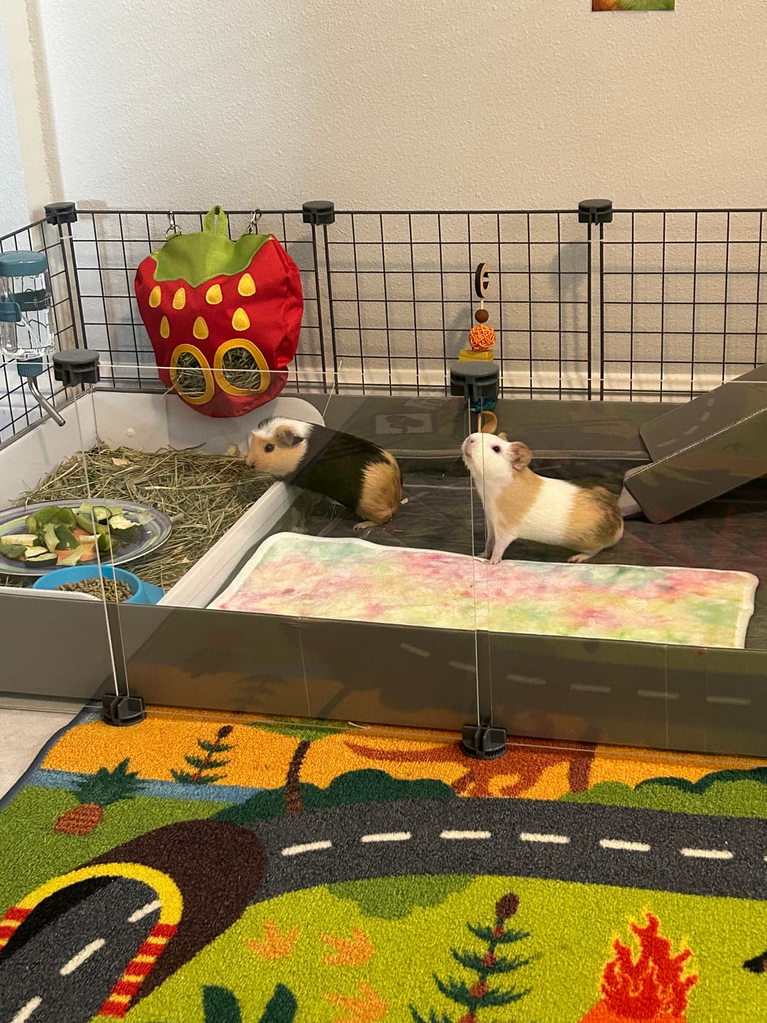 Customer photo review of Piggy Condo C&C Cage with Balcony & Ramp