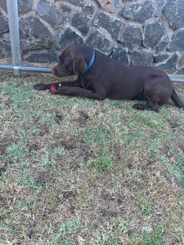 Customer photo review of 6 Inch Standard Bully Stick