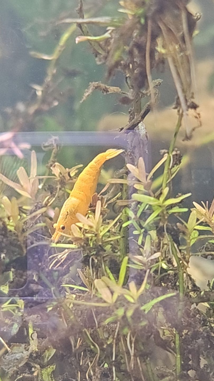 Customer photo review of Green Jade Shrimp