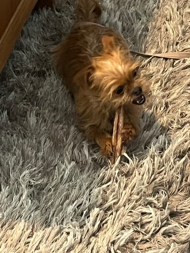Customer photo review of 6 Inch Jumbo Bully Stick