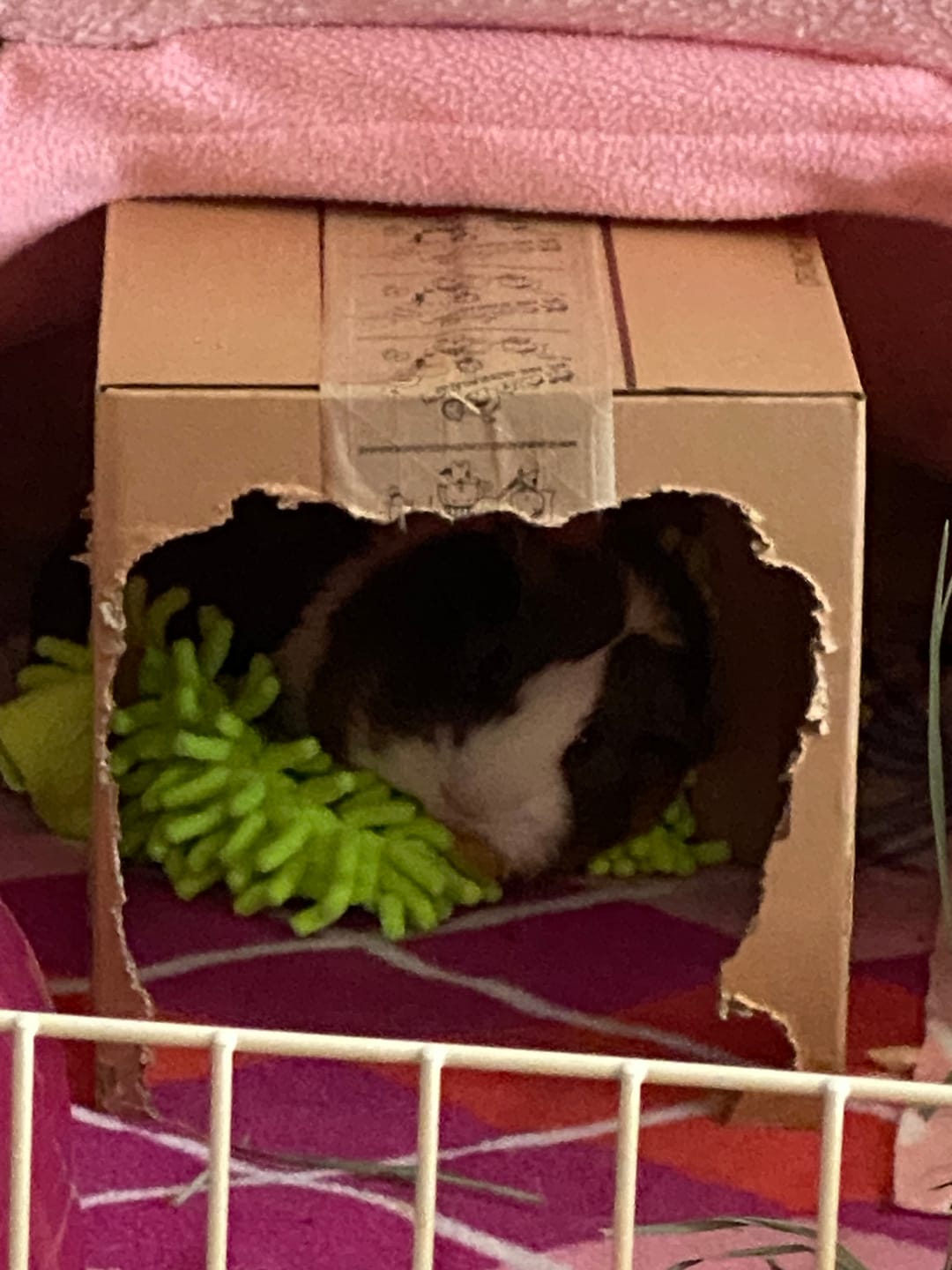 Customer photo review of Crunchy Condo (3 Pack)