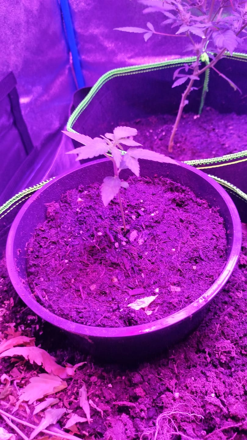 Customer photo review of Cookies Gelato 040 Cannabissamen, Feminisierte Automatic Indica Samen für den Eigenanbau - Cali Genetic