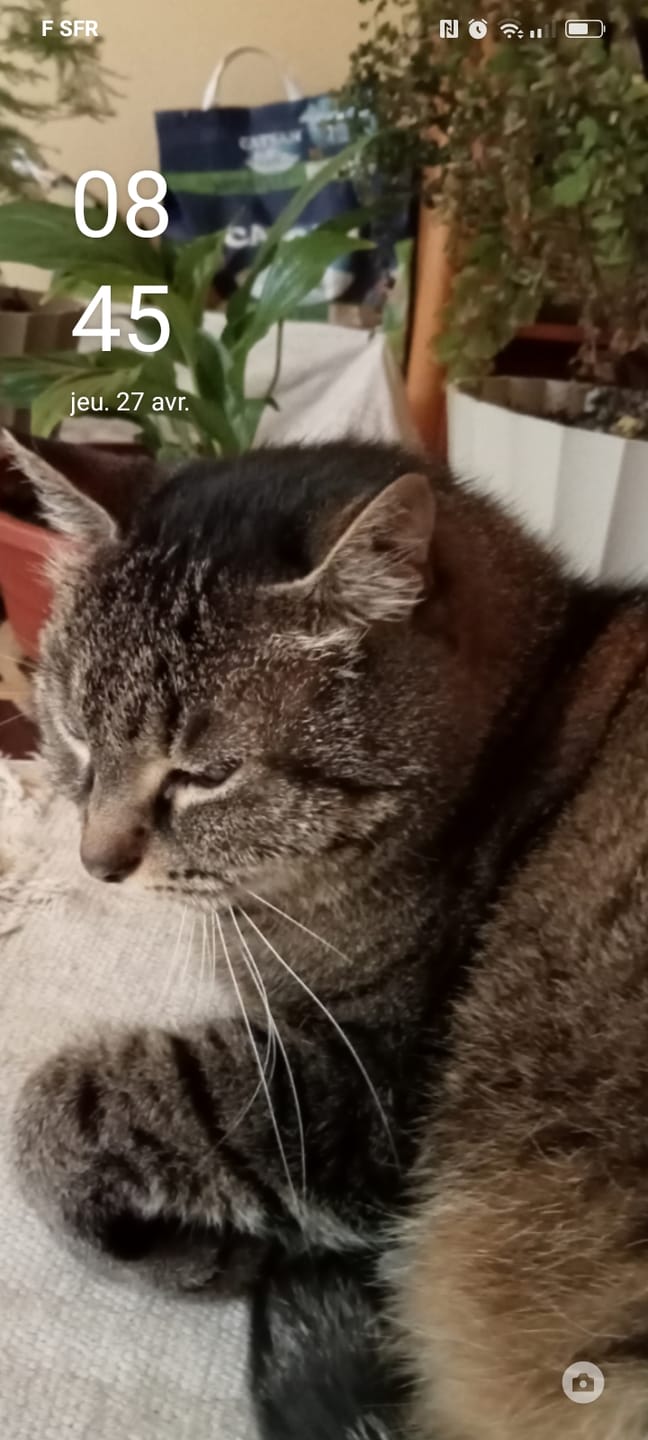 Customer photo review of Mousses riches en saumon & aux carottes (chaton)