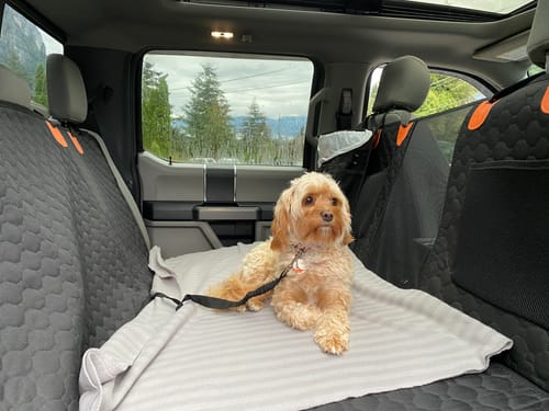 Customer photo review of AutoPaws SeatBelt