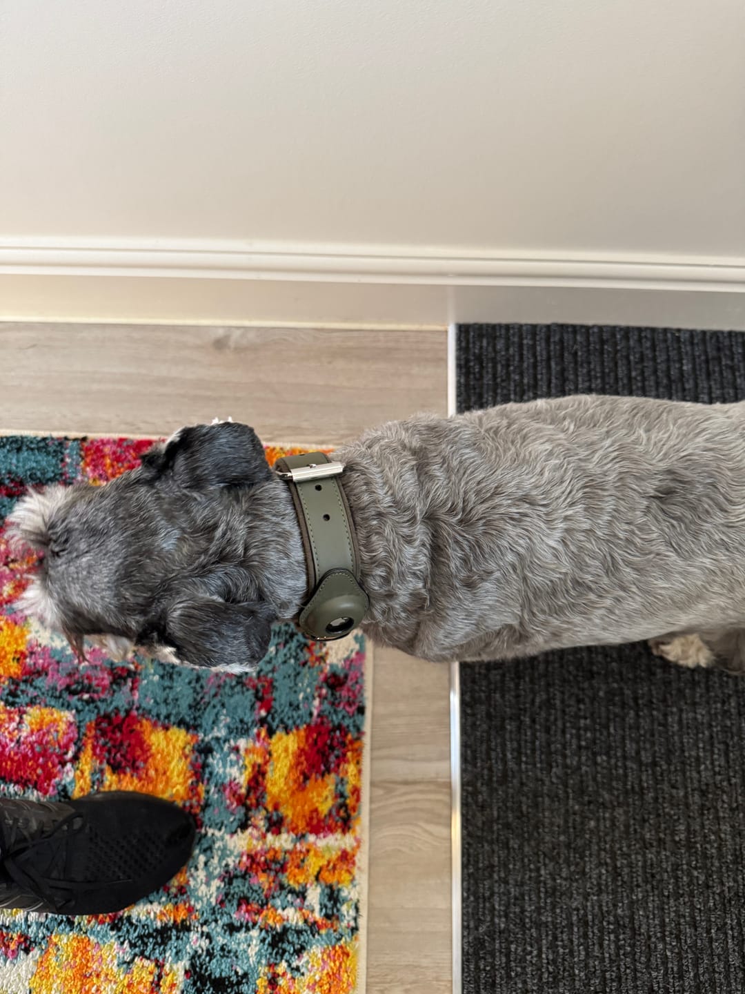Customer photo review of Keepaws™ Vegan Leather AirTag Collar