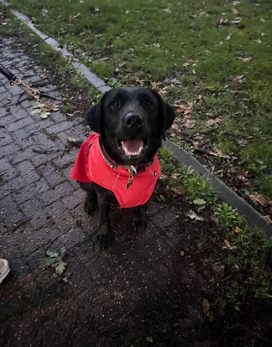 Customer photo review of Vimy Lightweight Waterproof Raincoat with Harness Hole Zip