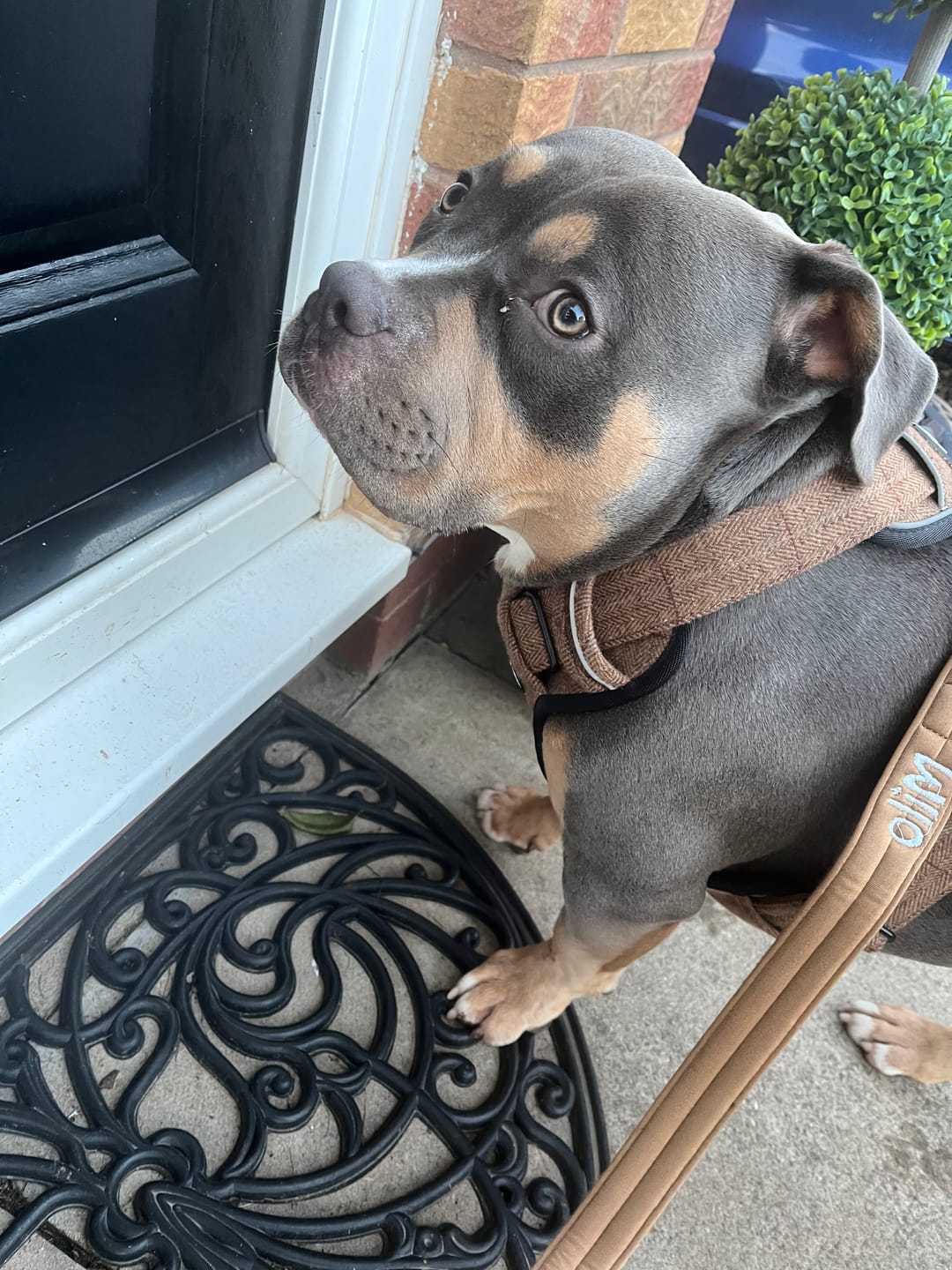 Customer photo review of Premium Comfort Tweed Harness | Non Restrictive & Adjustable - Classic Tan