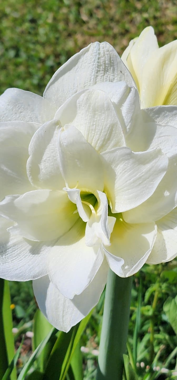 Customer photo review of Alfresco - Hippeastrums | Amaryllis