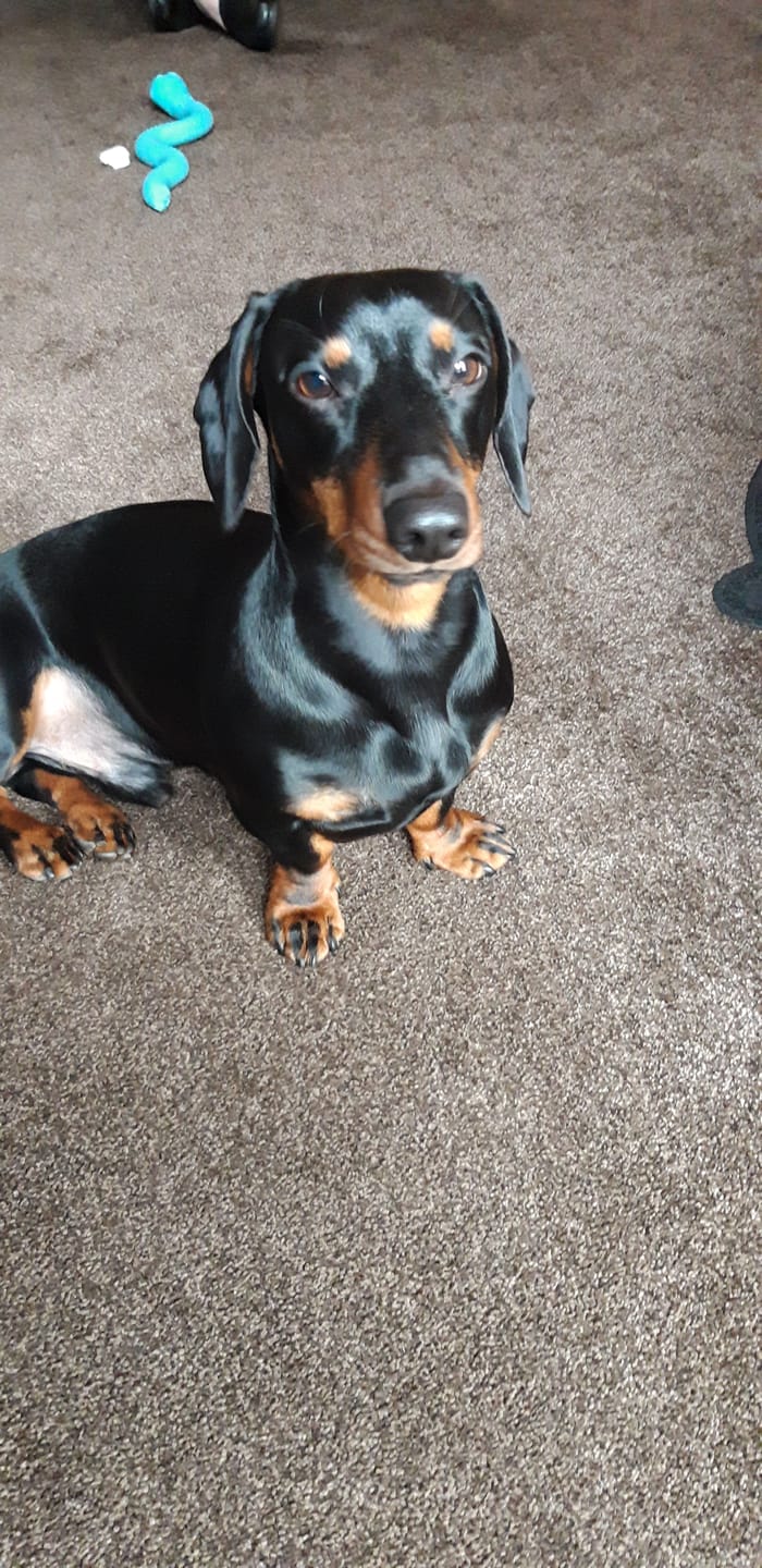 Customer photo review of Grain-Free Duck with Sweet Potato & Orange (Small Kibble)