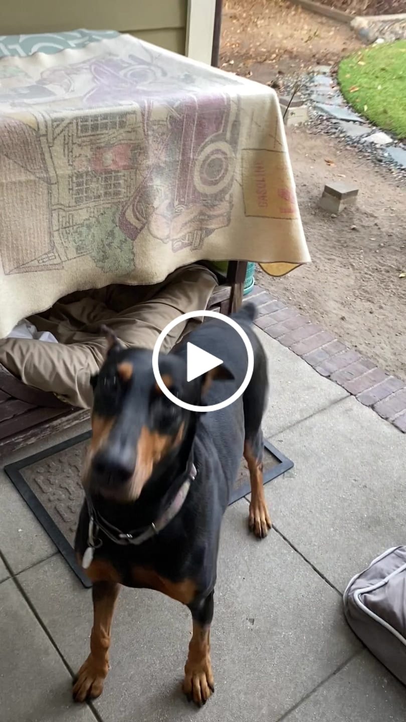 Customer video review of Venison Recipe Dog Food Rolls (8 x 1.5 lb Case)