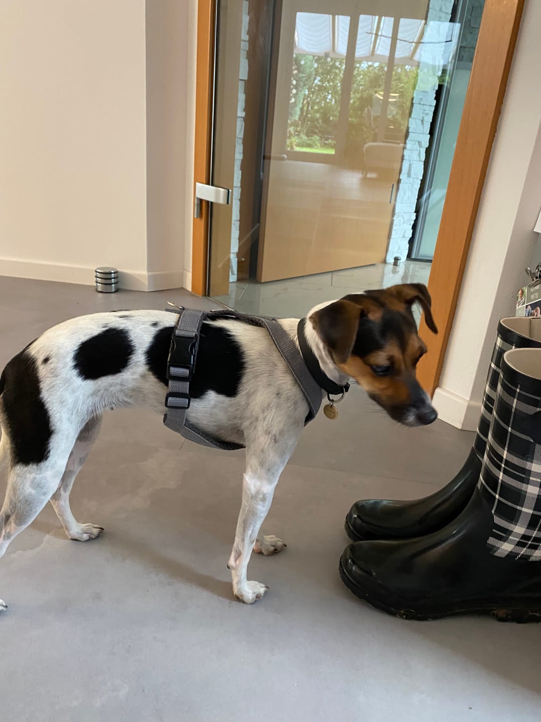 Customer photo review of Hundegeschirr FUN Welpe/Windspiel "Moon Grey"