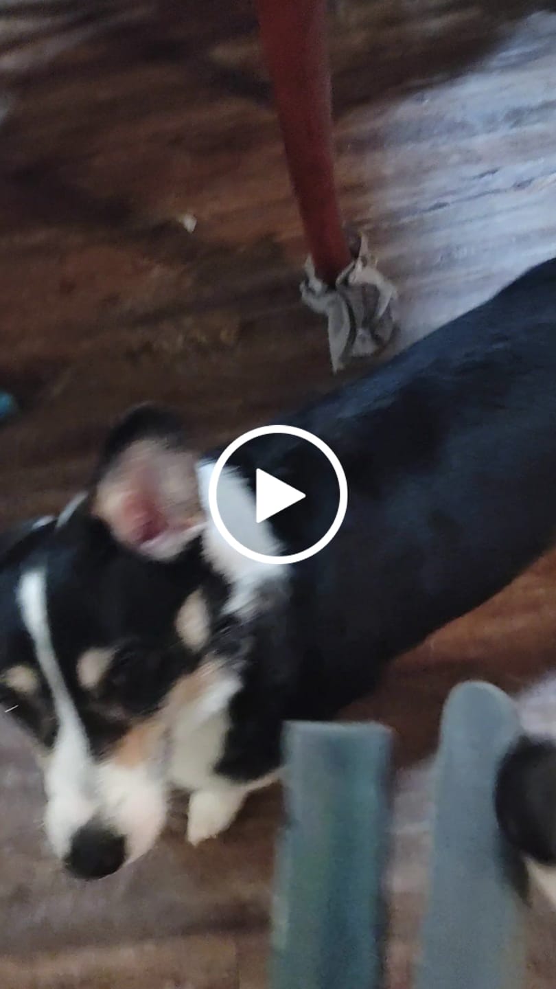 Customer video review of Blueberry Himalayan Yak Chew (MEDIUM)