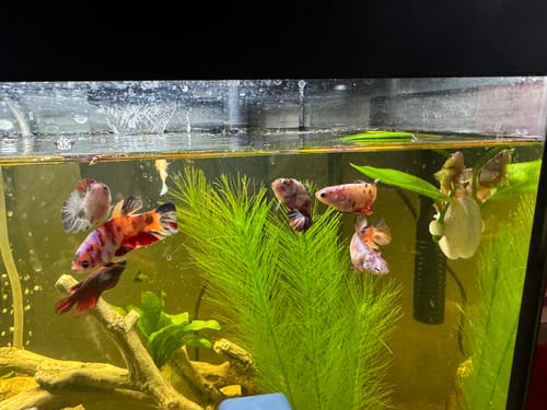 Customer photo review of Nemo Galaxy Male Betta Fish High Grade | Buy 4 Get 1 Free | Mystery Betta