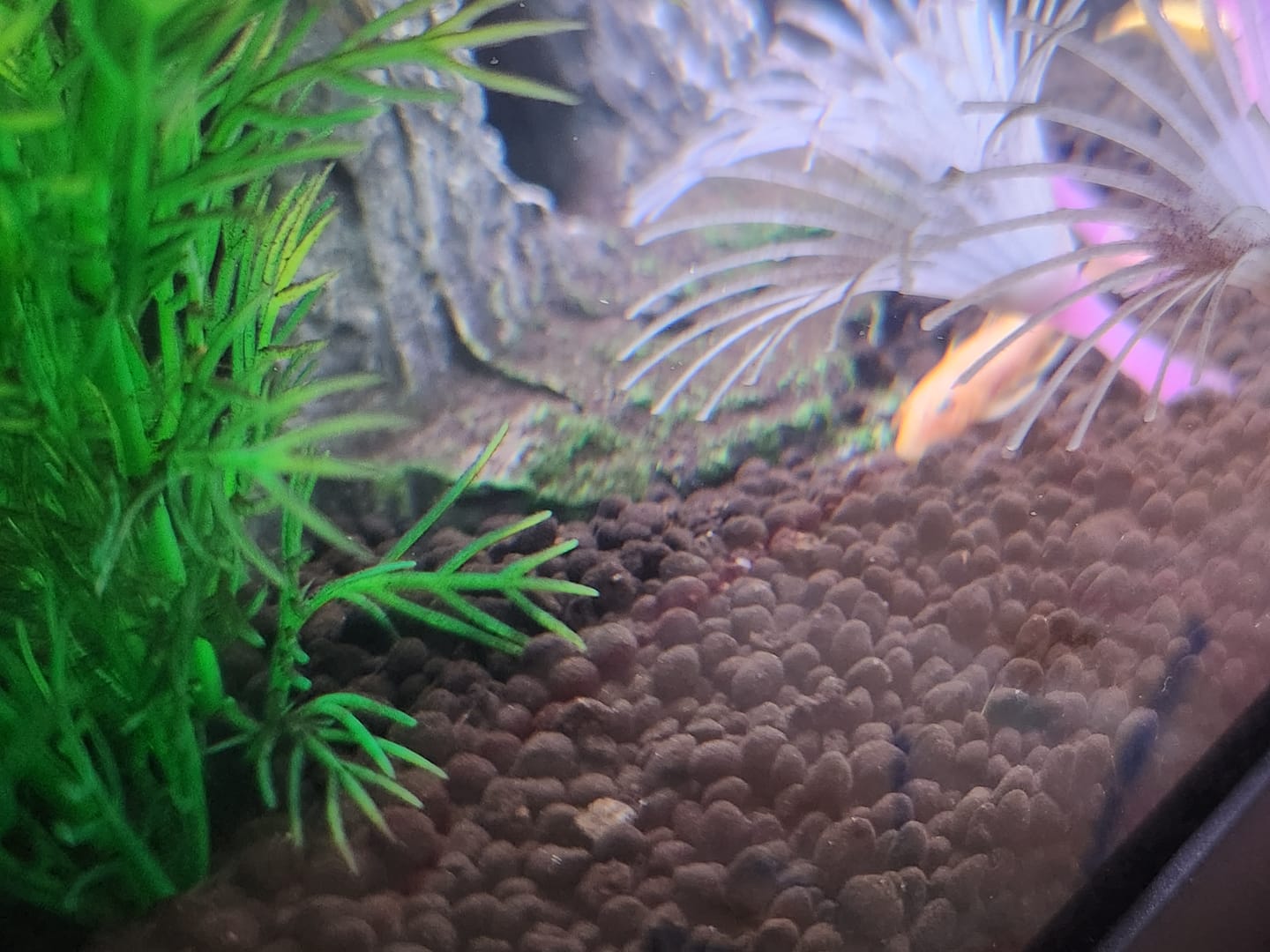 Customer photo review of L144a Blue Eye Lemon Bristlenose Pleco (2 Inches) "NEW"
