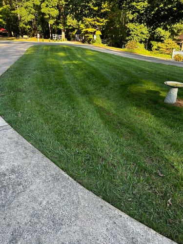 Customer photo review of In Store GCI Turf Type Tall fescue Grass Seed