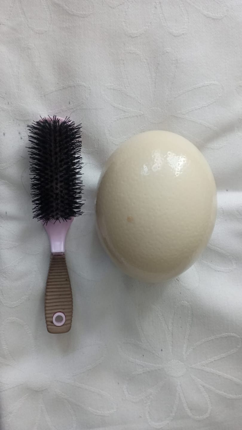 Customer photo review of Fresh Ostrich Egg