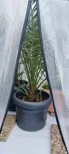 Customer photo review of Überwinterungszelt "ICEDOME ThermoPLUS" L 120 x B 120 x H 183 cm