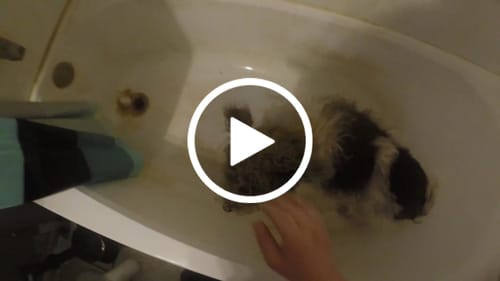 Customer video review of Tonsberg Pro - Water Filter Massage Shower Head