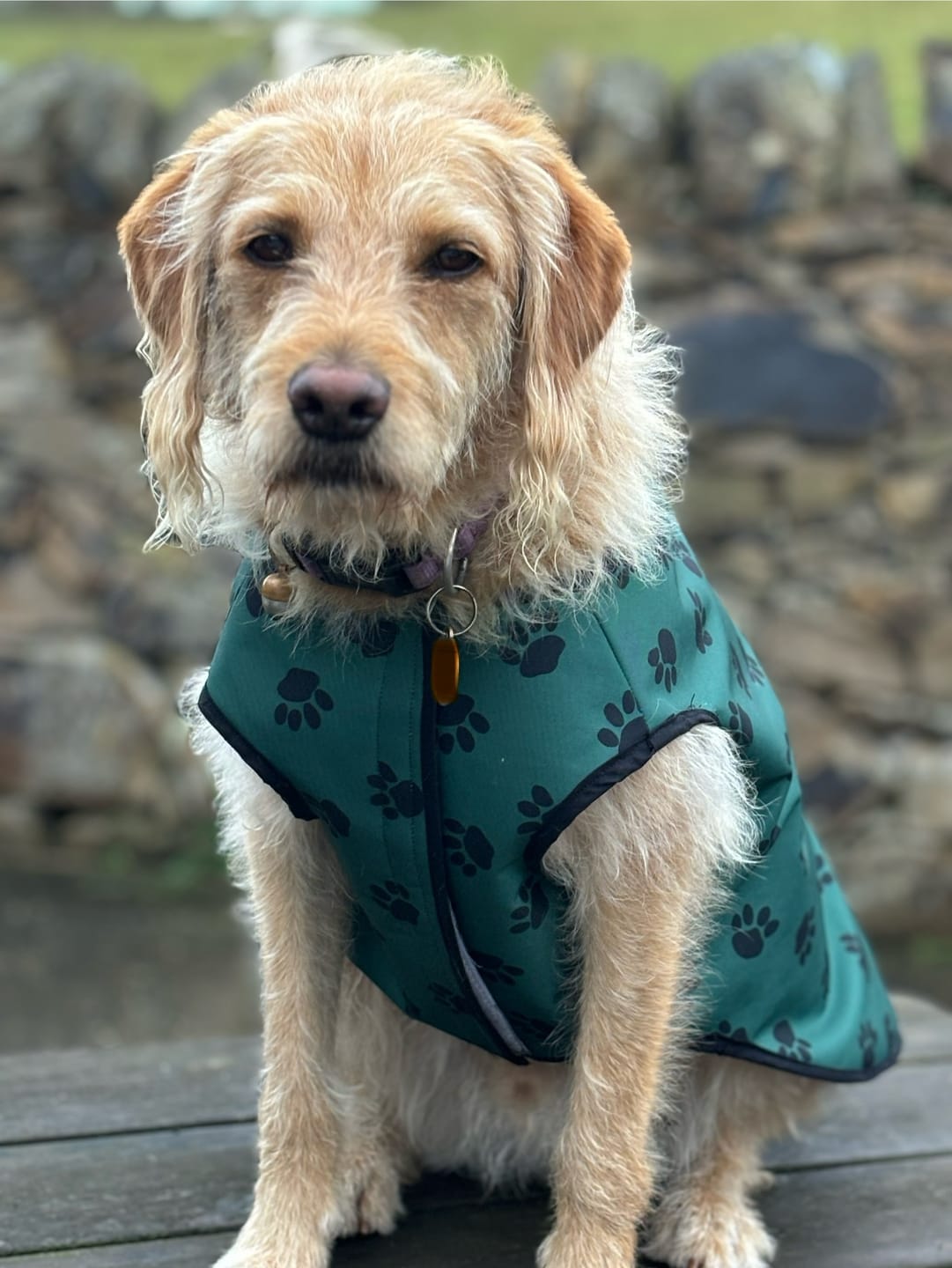 Customer photo review of Paw Print Heavy Duty Waterproof Fabric