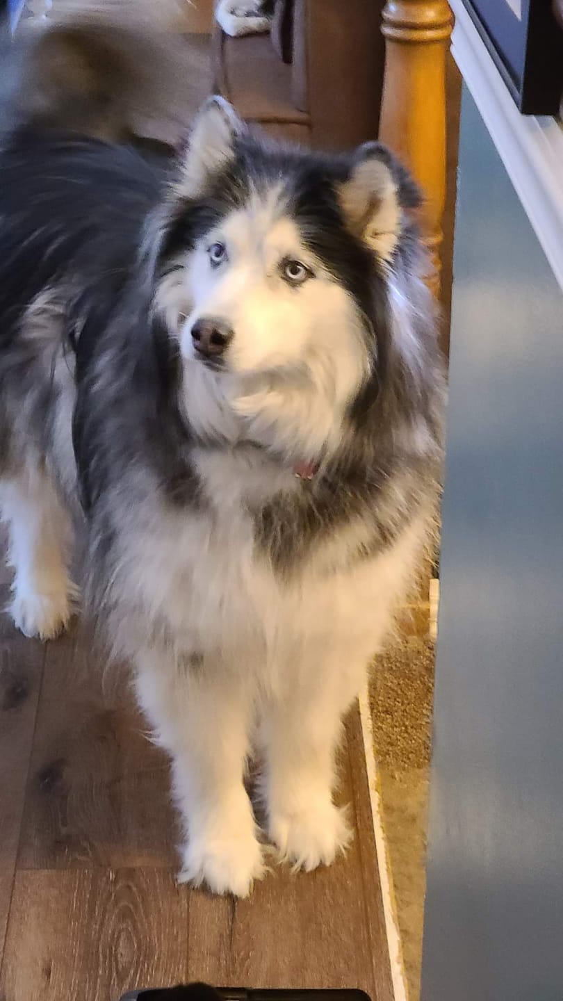 Customer photo review of Original Pet Grooming Vacuum Kit