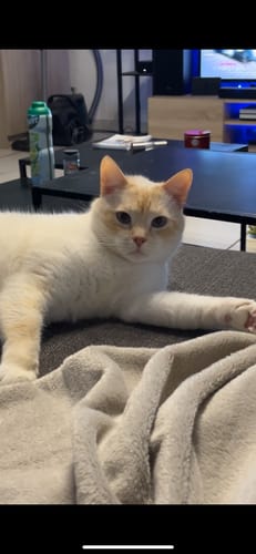 Avis photo d'un client sur Croquettes Maine Coon Stérilisé Sans Céréales - Poulet