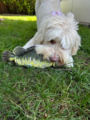 Customer photo review of Fly & Fetch Launching Toys