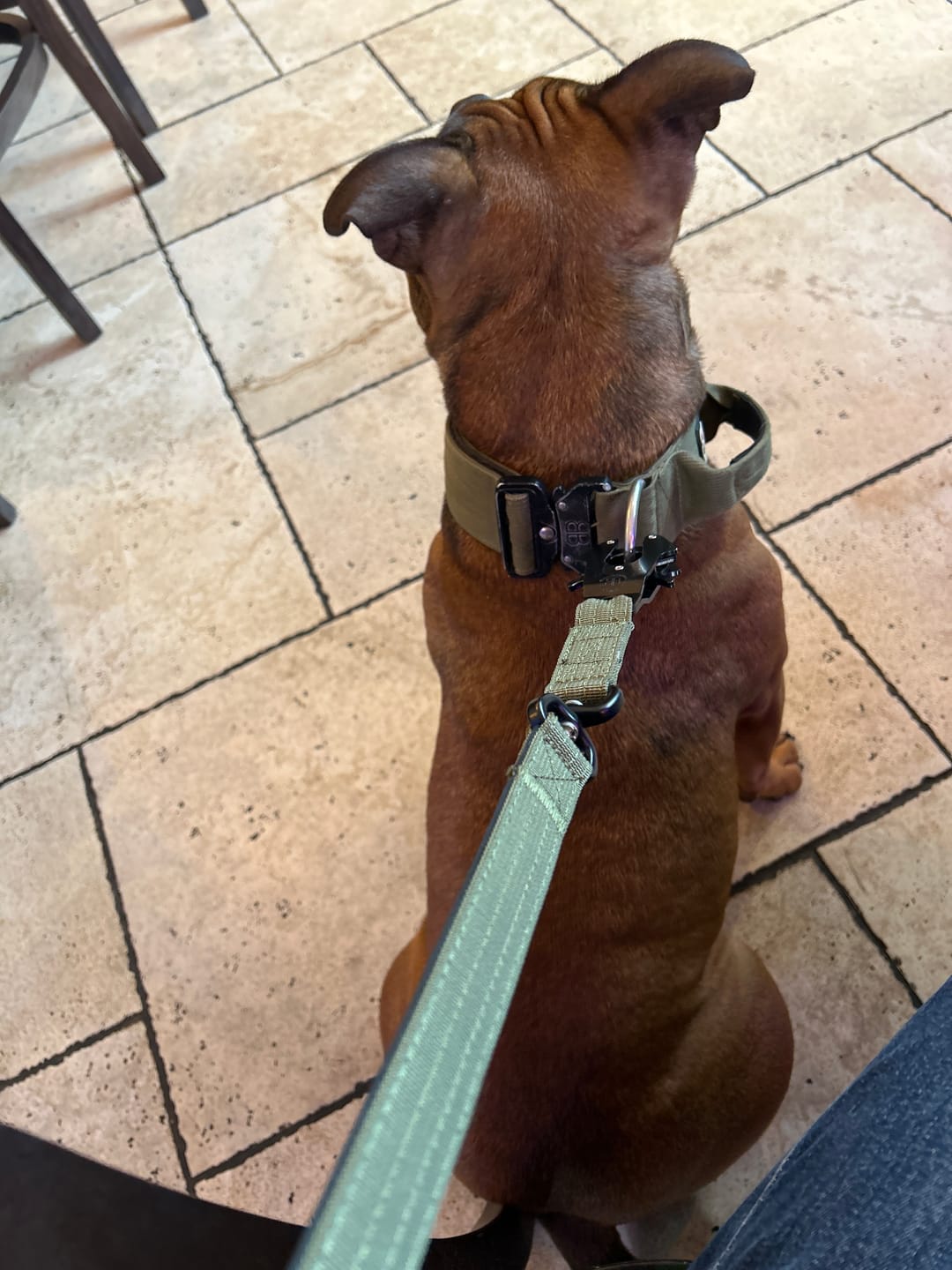 Customer photo review of 1.4m Swivel Combat Lead | Neoprene Lined, Secure Rated Clip with Soft Handle - Khaki