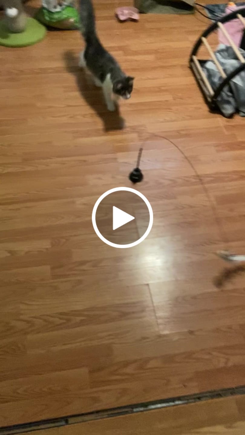 Customer video review of Replacement Wire + Base (Interactive Bird Simulation Cat Toy)