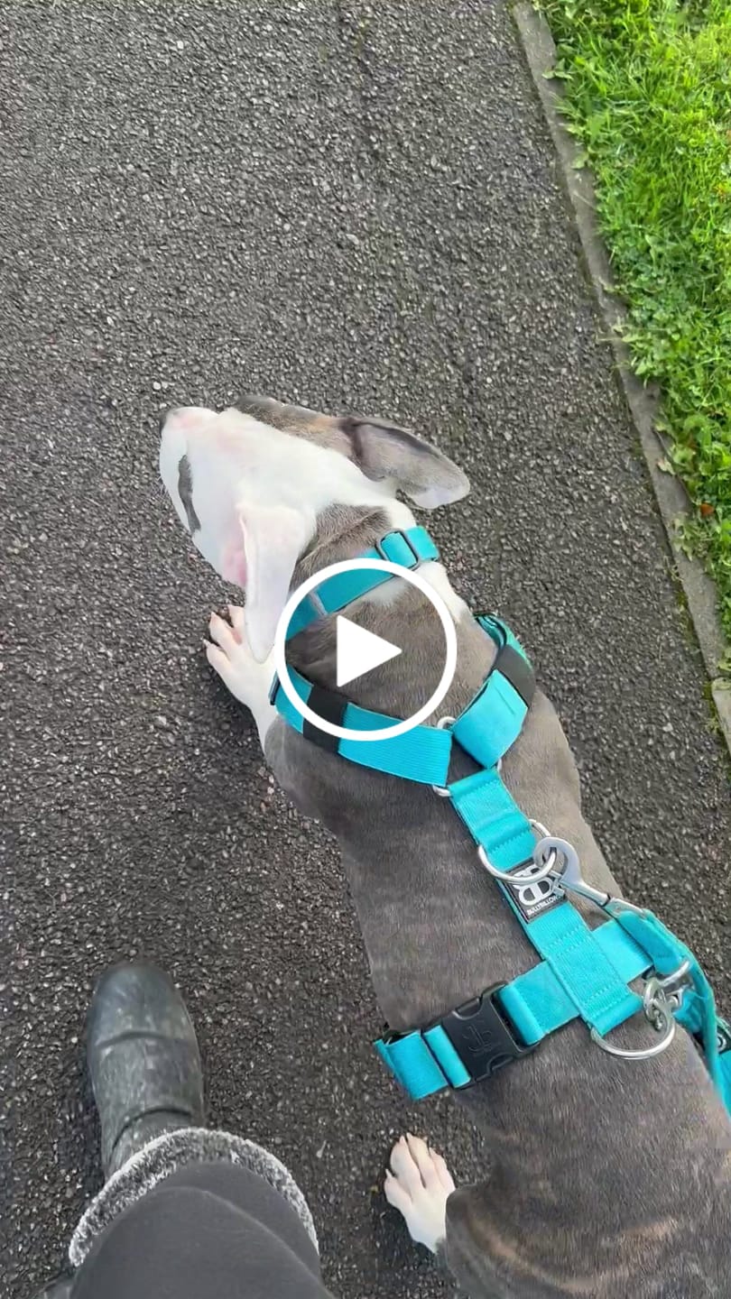 Customer video review of Training No Pull TRI-Harness® | M-XL Breeds - Light Blue