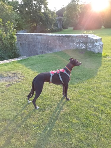 Customer photo review of Sighthound Escape Proof Harness