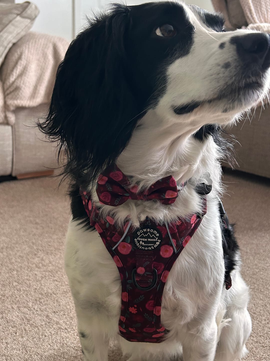 Customer photo review of Collar - Mable's Meadow