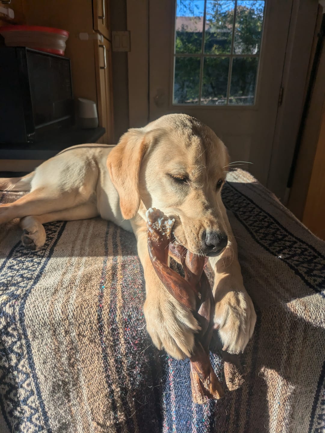 Customer photo review of 12 Inch Mega Monster Bully Stick (LIMITED)
