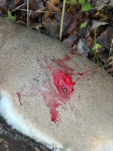 Customer photo review of Beast Broadheads (2-Pack + Practice Tip)