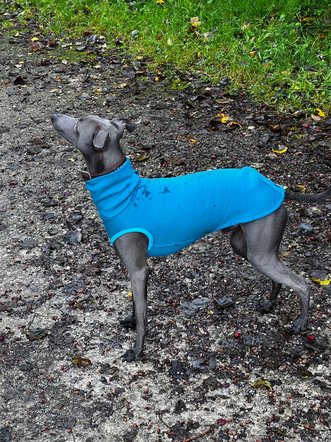 Customer photo review of Winnipeg Mini "Tropical Aqua"