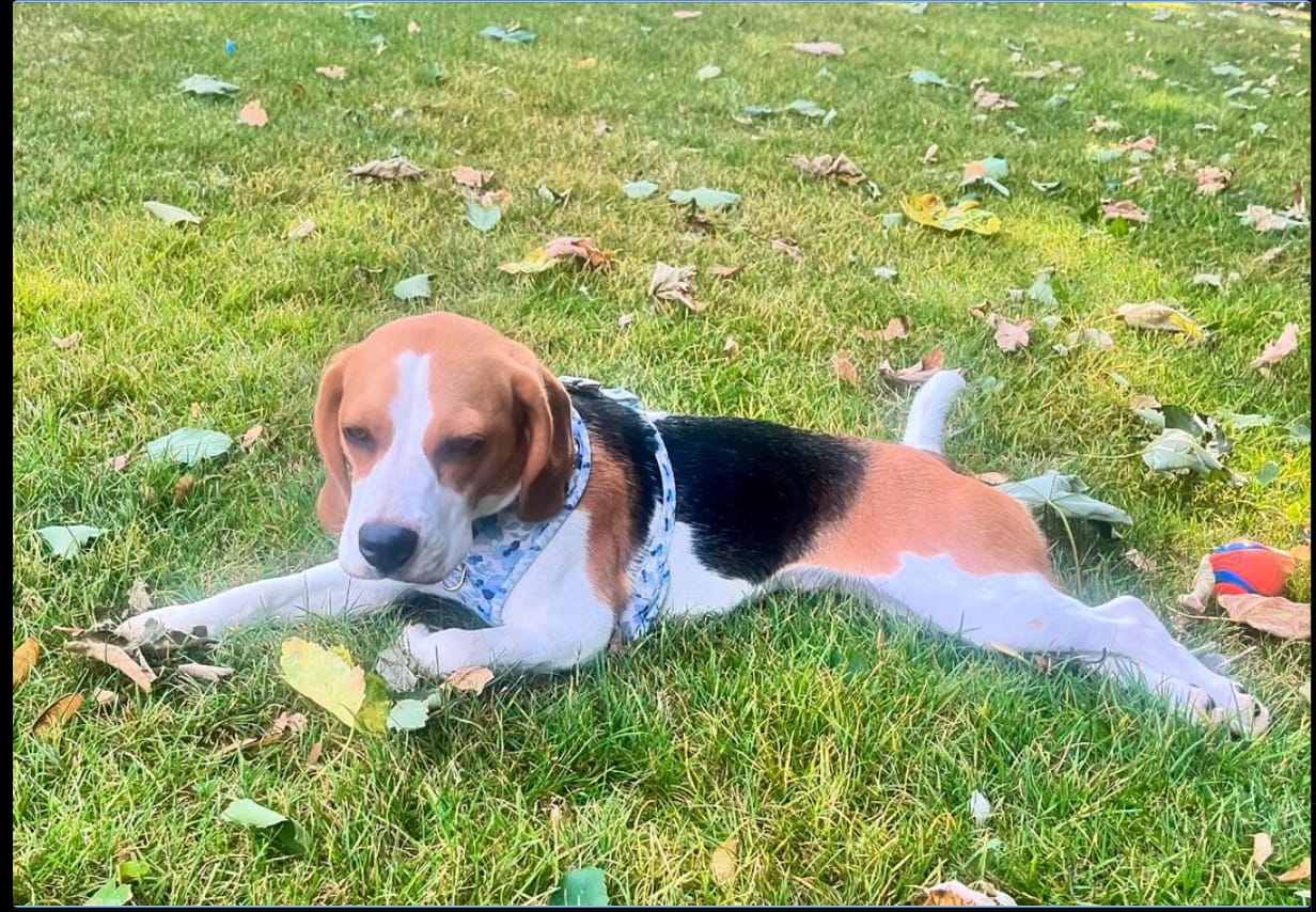 Customer photo review of Gut Morning I Probióticos para Perro y Gato. Mejora la Digestión