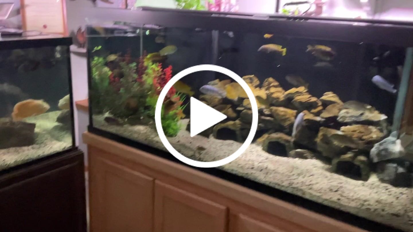 Customer video review of Northfin Cichlid Formula