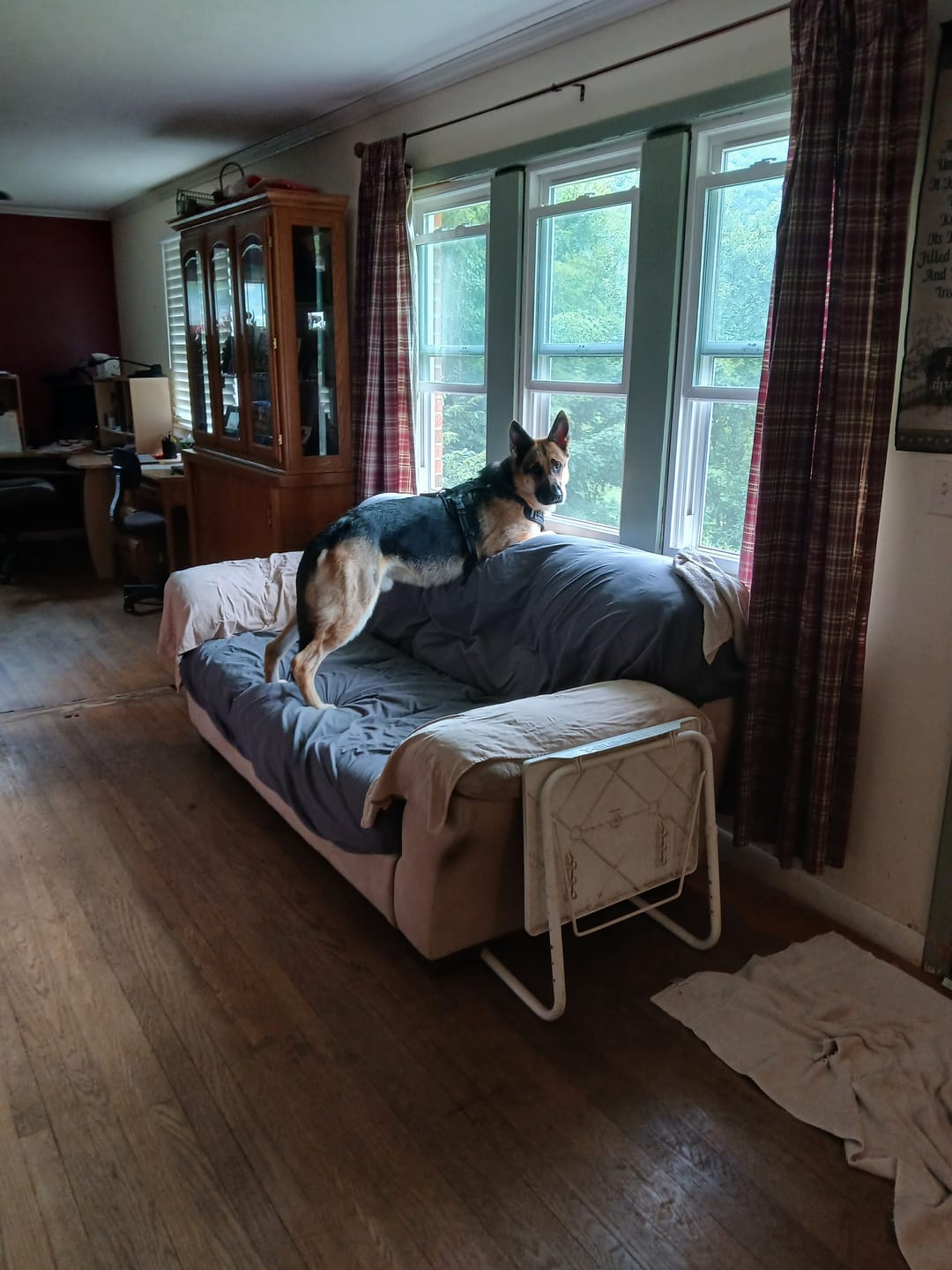 Customer photo review of furMe™️ Professional PLUS Pet Grooming Vacuum Kit