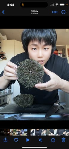 Customer photo review of 1KG Kina Fresh in shell (NZ Caught)
