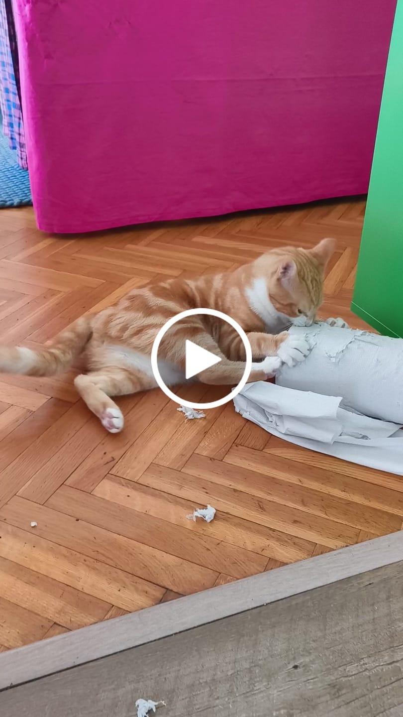 Customer video review of Multipack d'effilés (chat stérilisé et chat adulte)