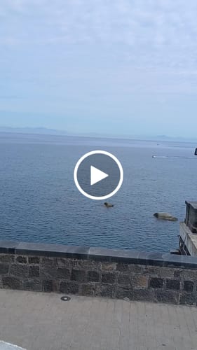 Customer video review of 1 lattina di olio extravergine di oliva • 5 Litri