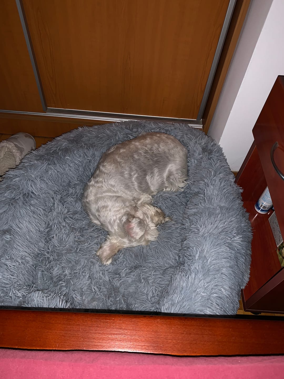 Customer photo review of Umirujući Krevet za Pse