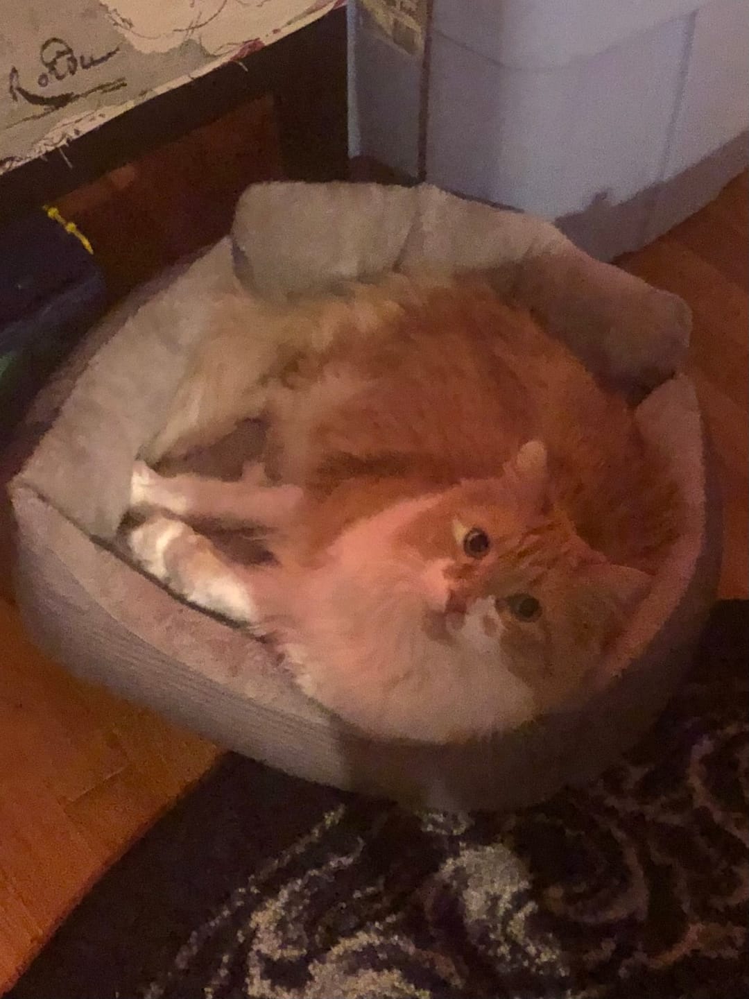 Customer photo review of Royal Canin Veterinarian Diet - Urinary SO Aging 7+ Calm Cat