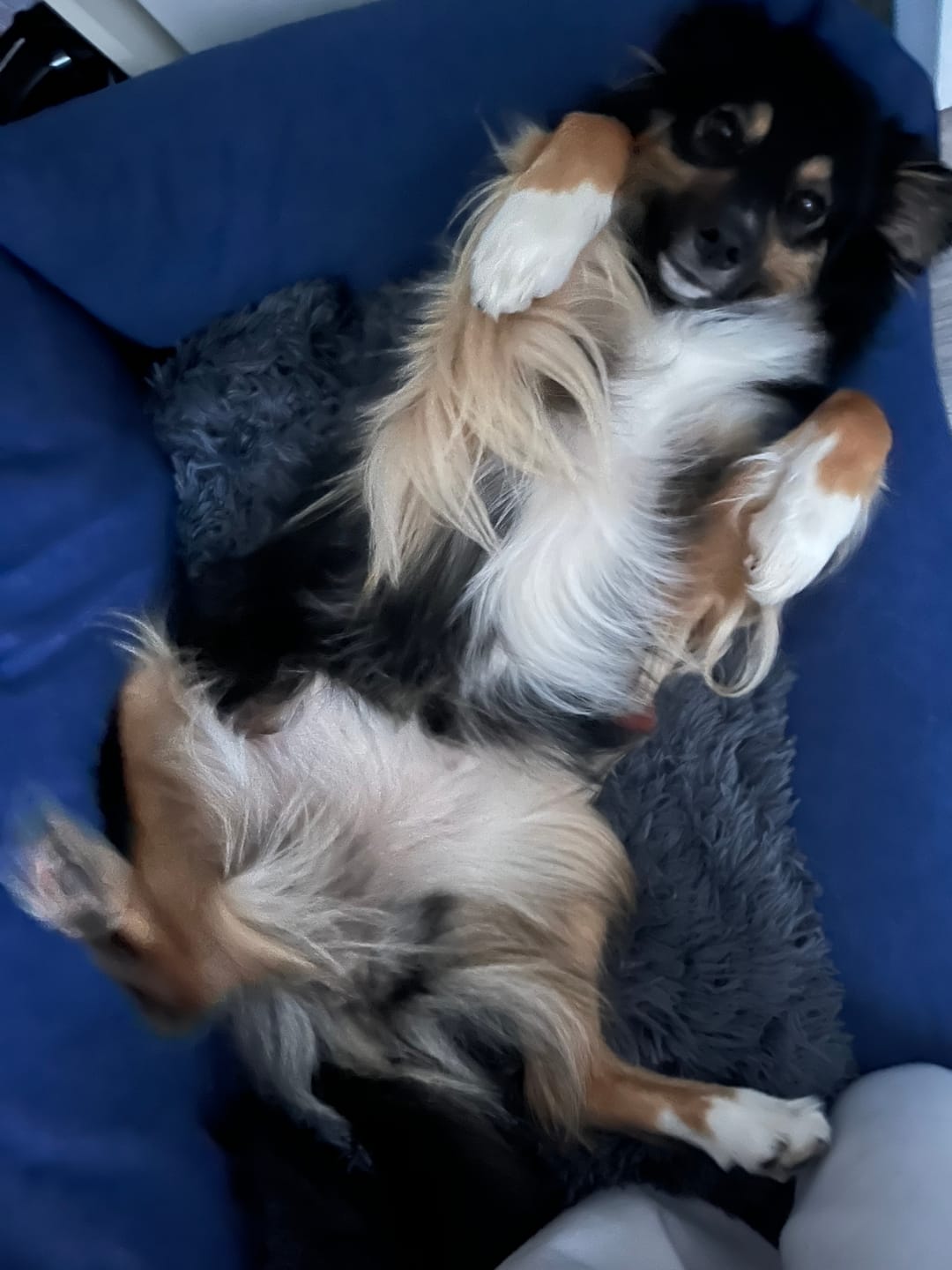 Customer photo review of Orthopädische Hunde Couch